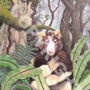 Tree Kangaroo